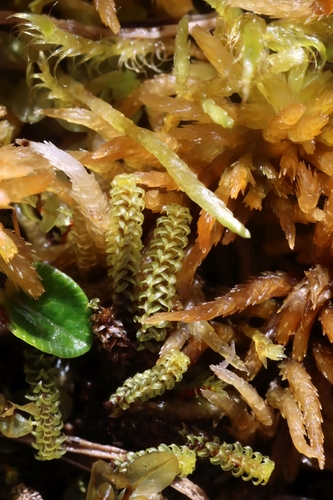 Paludella squarrosa, 2026-09-08