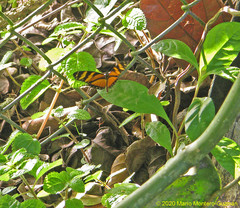 Eresia ithomioides alsina
