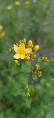 Hypericum maculatum, photograph (c) Sami Törnblom, some rights reserved (CC BY)