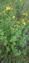 Hypericum maculatum, photograph (c) Sami Törnblom, some rights reserved (CC BY)