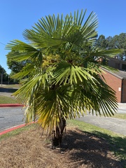 Trachycarpus fortunei