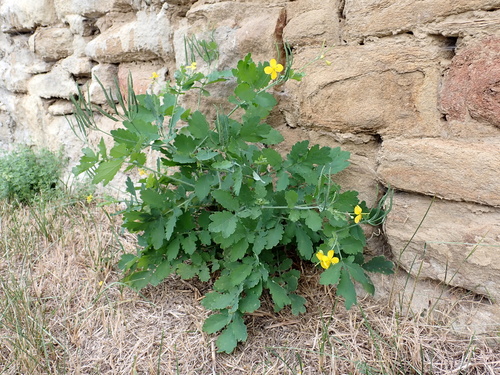 Greater celandine