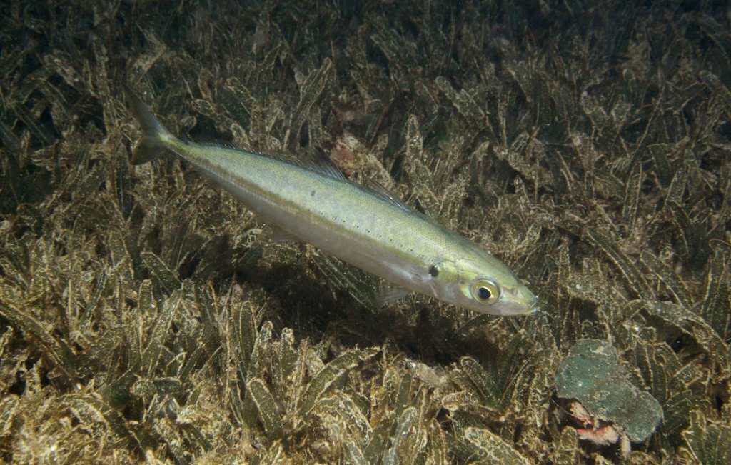 Round Scad