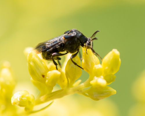 Ripiphorus fasciatus
