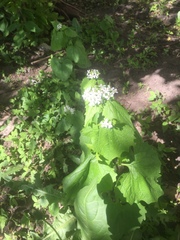 Alliaria petiolata