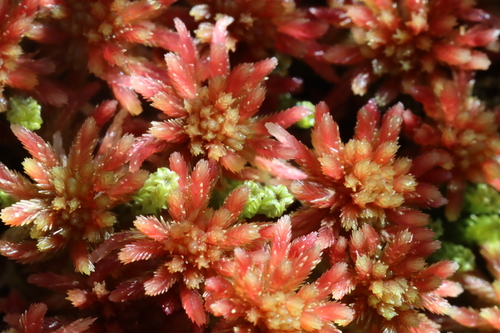 Paludella squarrosa, 2026-09-08