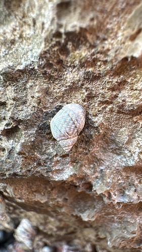 Echinolittorina punctata