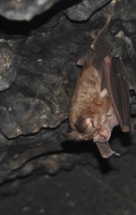 Rhinolophus