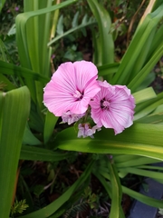 Angiospermae
