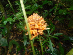 Goeppertia inocephala