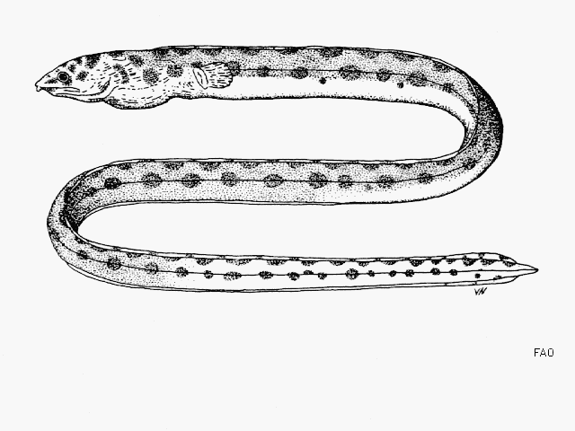 Longfin Spotted Snake Eel