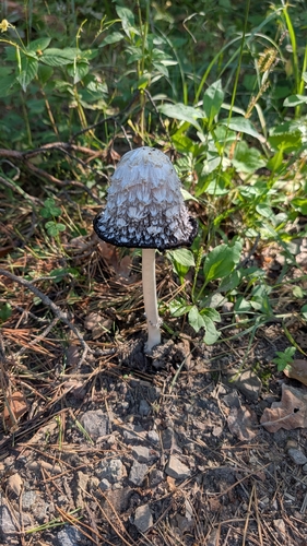 Shaggy Mane
