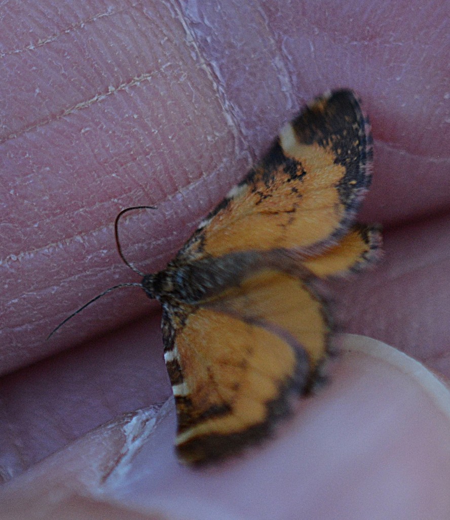 Stamnodes topazata