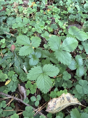 Наблюдение на iNaturalist