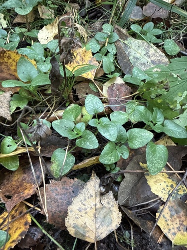 Наблюдение на iNaturalist