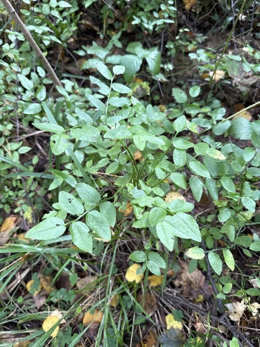 Наблюдение на iNaturalist