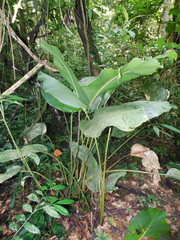 Goeppertia inocephala