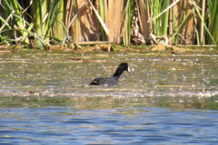 Fulica americana americana