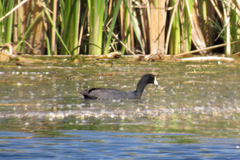 Fulica americana americana