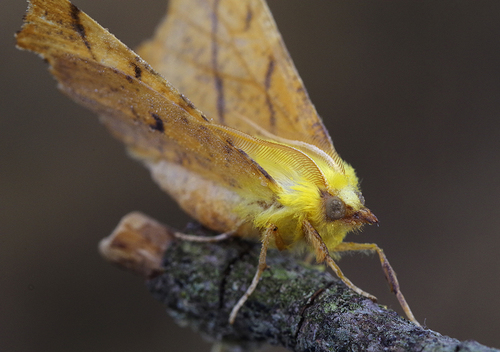 Ennomos alniaria