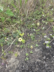 Pavonia cancellata