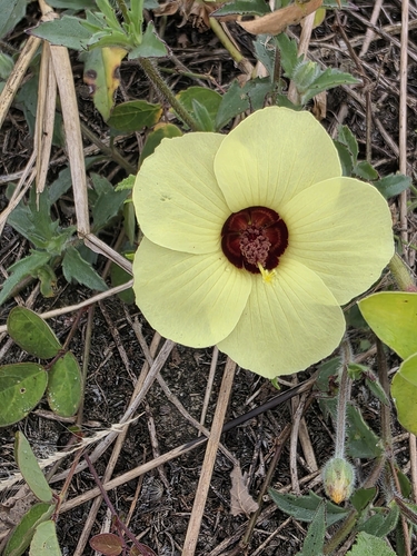 Pavonia cancellata, photograph 3