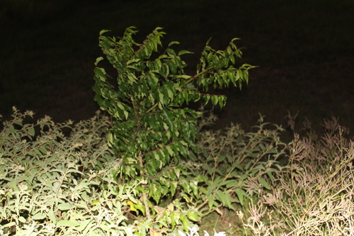 Zanthoxylum clava-herculis, photograph 4