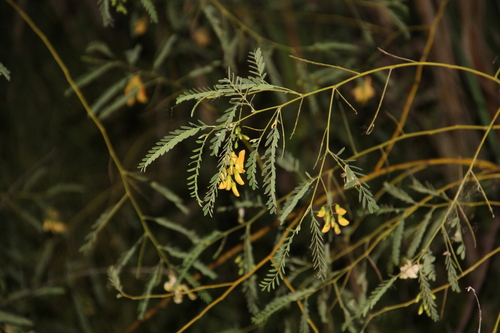 Sesbania drummondii, photograph 3