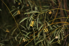 Sesbania drummondii, photograph (c) Texas Bird Family, some rights reserved (CC BY)