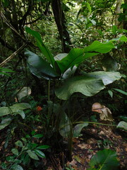 Goeppertia inocephala