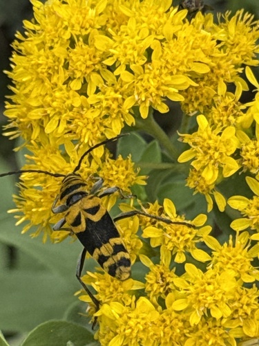 Amorpha Borer