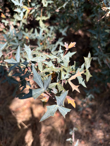 Agarita