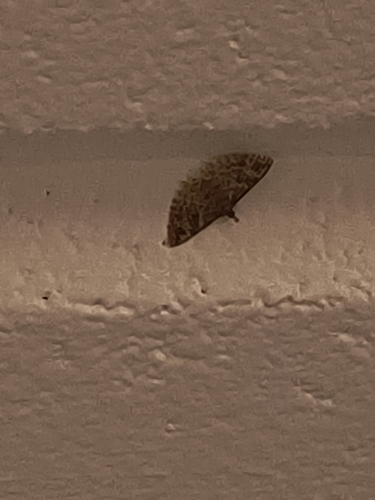Twenty-plume Moth