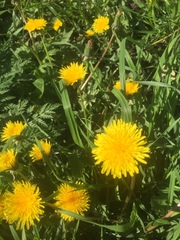 Taraxacum officinale