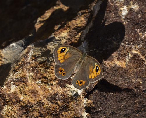 Large Wall Brown
