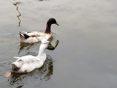 Anas platyrhynchos domesticus