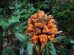 Goeppertia inocephala