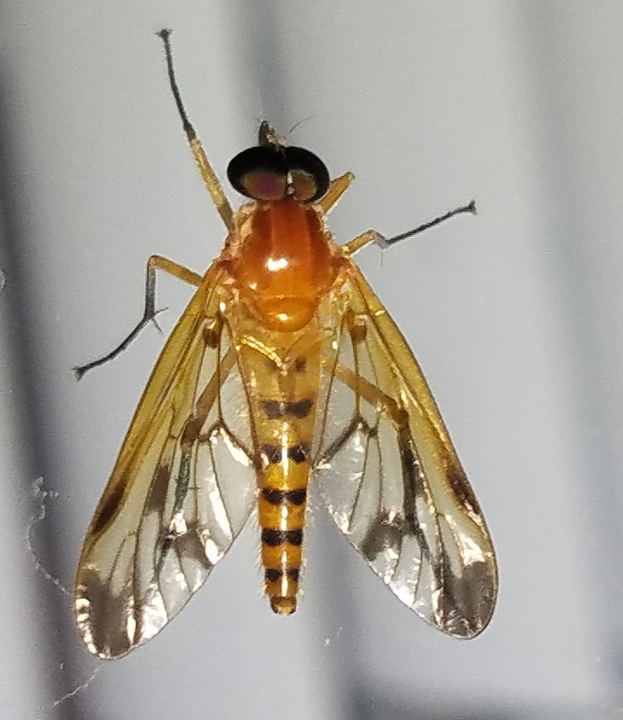 Rhagio floridensis