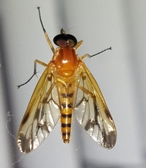 Rhagio floridensis