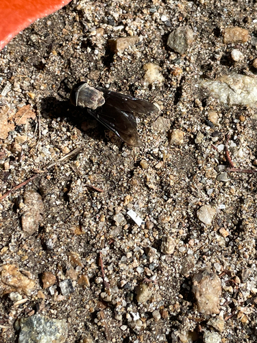 Western Black Horse Fly