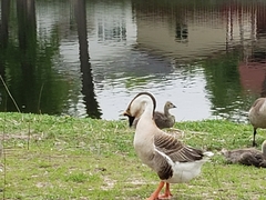 Anser cygnoides domesticus