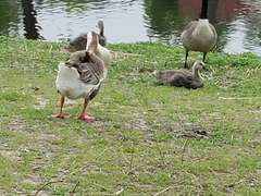 Anser cygnoides domesticus