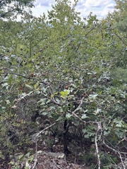 Evergreen Oak (Quercus ilicifolia)