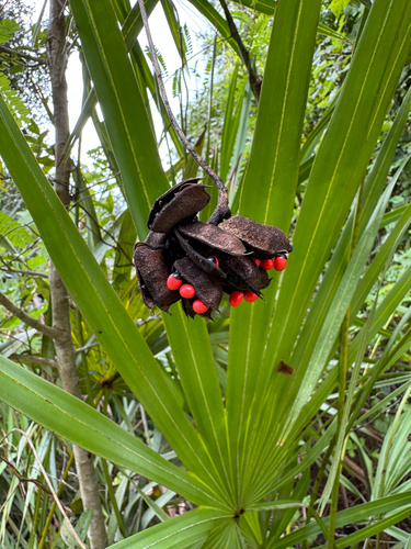 Abrus precatorius, photograph 2