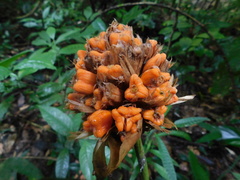 Goeppertia inocephala