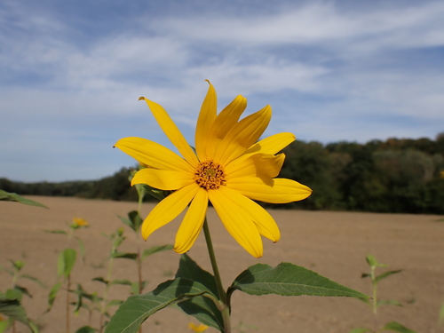 Jerusalem artichoke