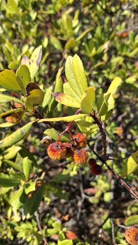 strawberry tree