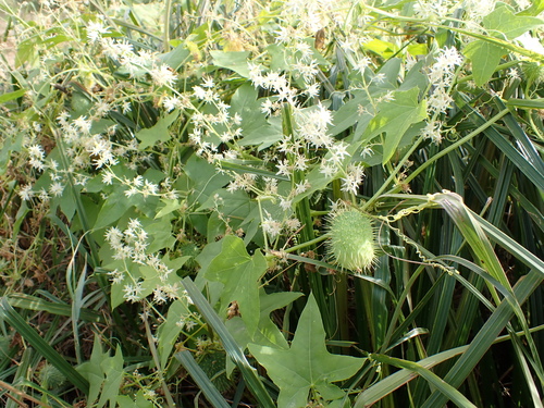 prickly cucumber