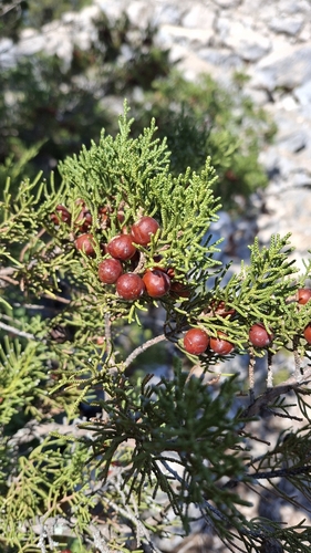 Mediterranean juniper