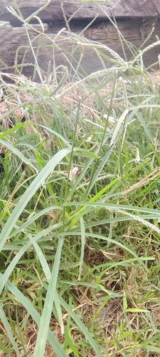 Goose Grass